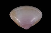 藏品(呂宋馬珂蛤)的圖片